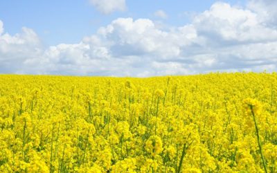 Über Allergien und Hundetraining