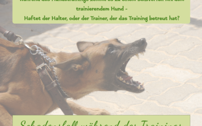 Schadensfall beim Hundetraining