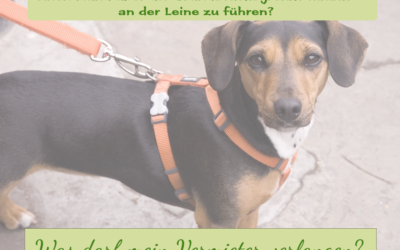 Vermieter verlangt Leinenpflicht