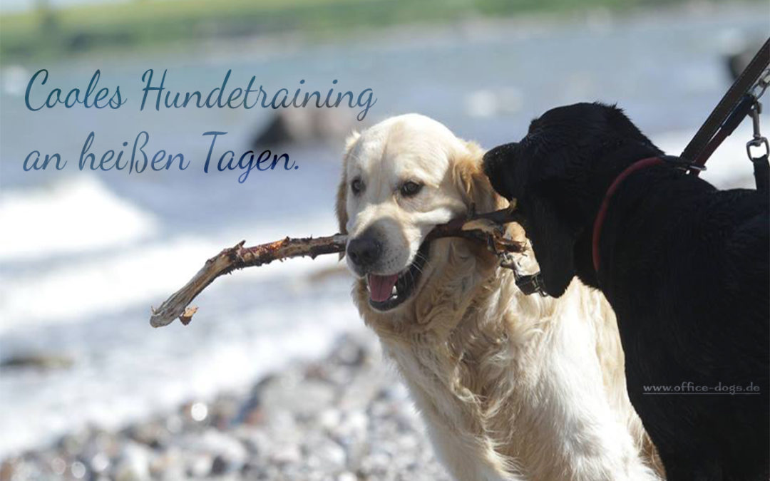 Cooles Hundetraining an heißen Tagen