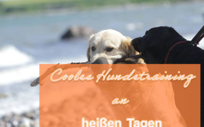 Cooles Hundetraining an heißen Tagen