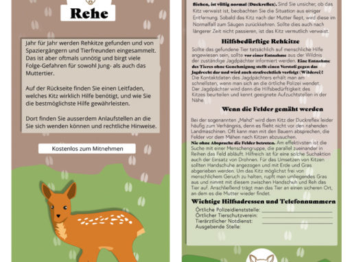 Wildtierkinder-Flyer Reh