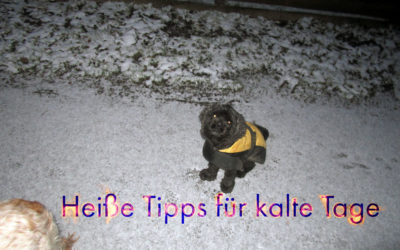 Heiße Tipps für Hundetraining im Winter