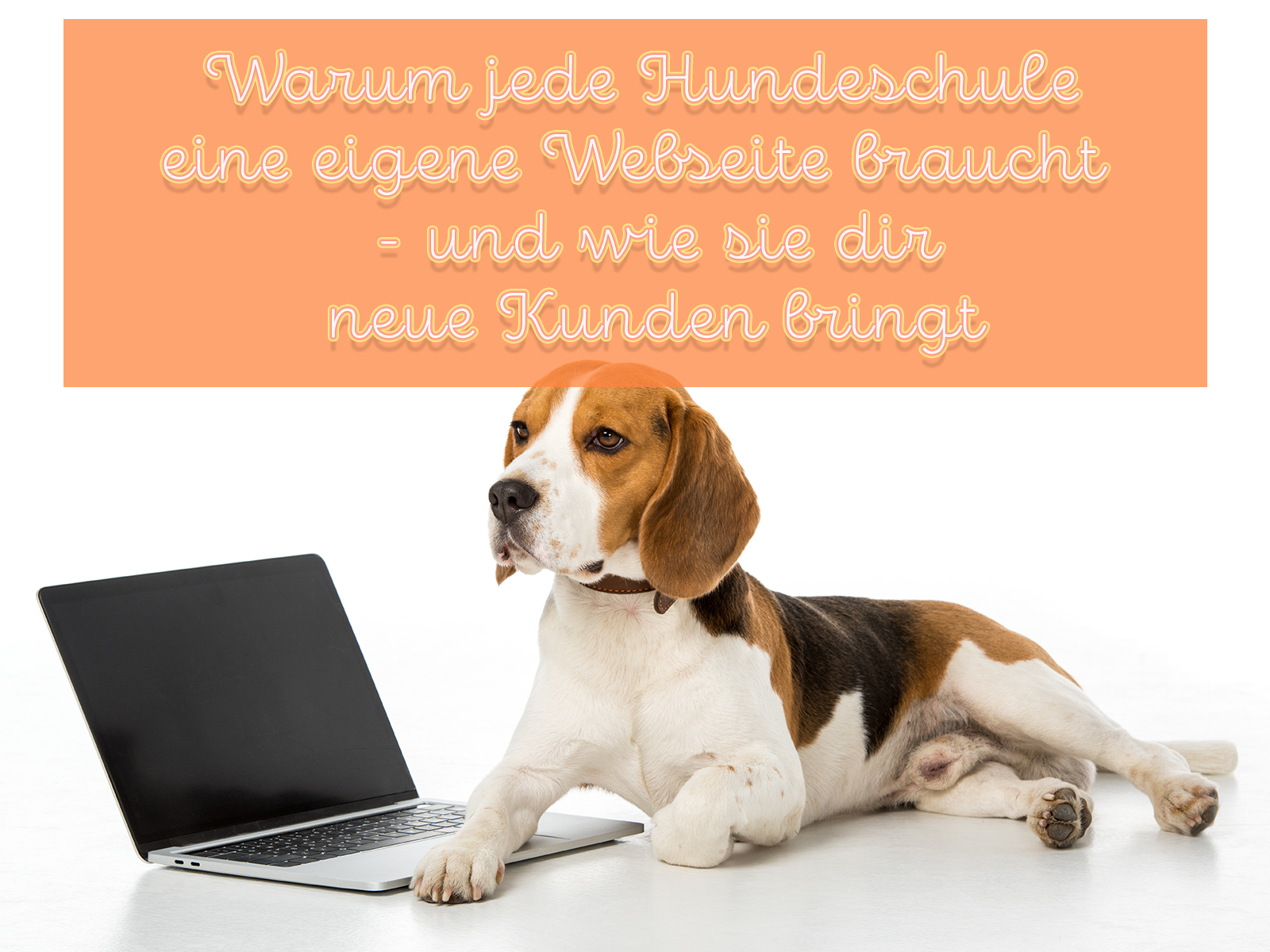 Warum jede Hundeschule eine eigene Webseite braucht – 7 gute Gründe